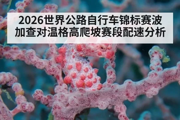 2026世界公路自行车锦标赛波加查对温格高爬坡赛段配速分析